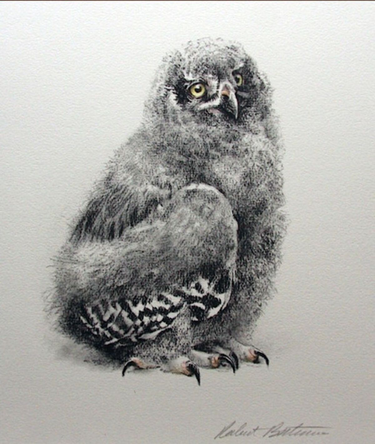 Young Snowy Owl